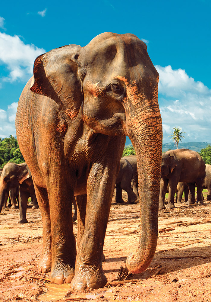 Sri-Lanka